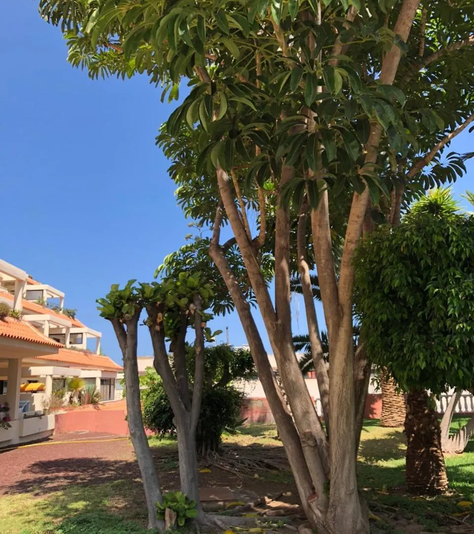 Apartamentos Bahia Playa Puerto de la Cruz  Apartment